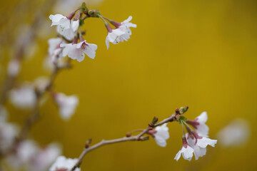 Beautiful Spring flowers 2