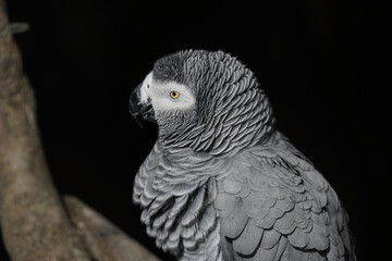 Beautifull Parrot