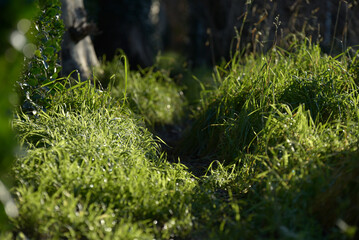 Saint-Malo - chemin herbes
