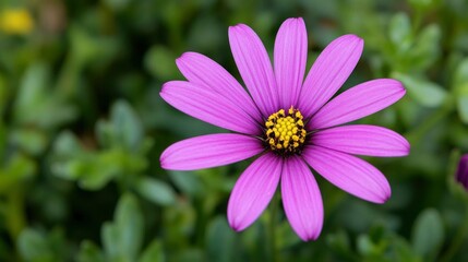 Obraz premium Purple Flower Blooms In Green Garden Setting