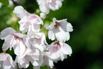Fototapeta premium close up of white and pink flowers