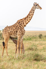 Baby Giraffe Feeding