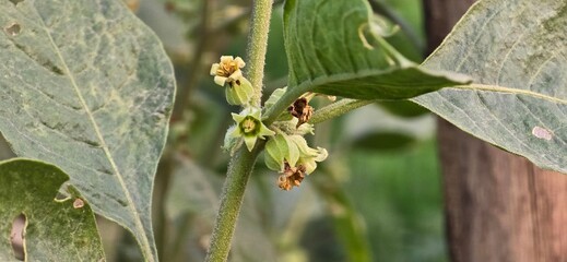 Naklejka premium Withania somnifera, known commonly as ashwagandha plant flowering buds 