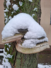 Grzyb w śniegu © Goral