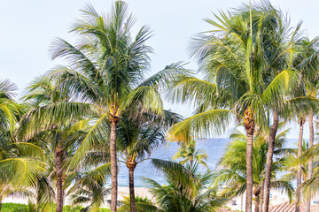Palm trees on a tropical beach.