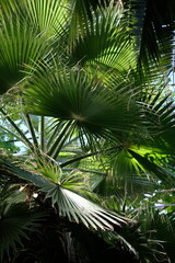 Fototapeta premium large green palm leaves close up