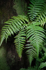 green fern leaves close up