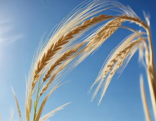A dramatic low-angle shot of a mature barley ear against the bright blue of a sunny morning sky , warm light, summer morning, agricultural