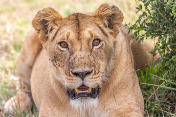 Portrait of Lion with Piercing Eyes