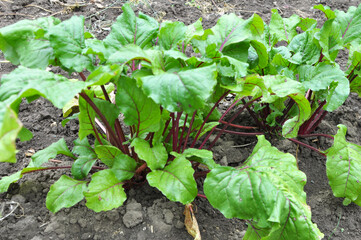Red table beets grow in open soil