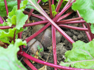 Red table beets grow in open soil