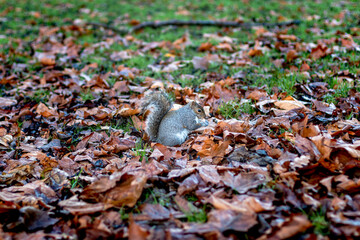 Squirrel Foraging Among Autumn Leaves