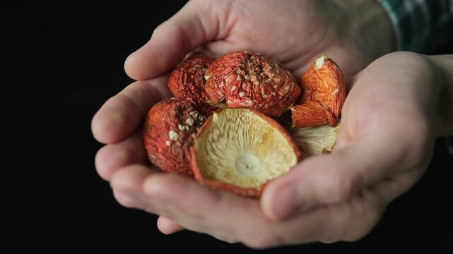 Hands gently holding dried red fly agaric mushrooms with textured caps. Symbolizing microdosing amanita muscaria and alternative medicine concepts.