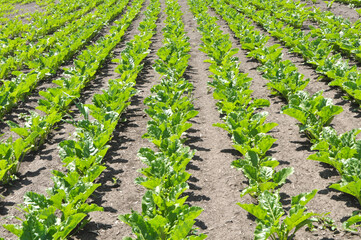 On the farm field grow sugar beets