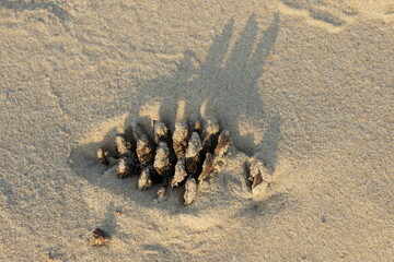 Pine cone in the sand