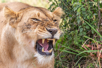 Lioness Roar
