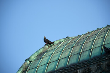 bird on roof