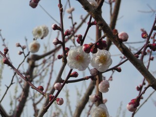 Close-up of the cherry blossoms looked up