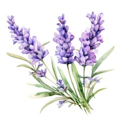 Fototapeta premium Delicate Watercolor Lavender Flowers on White Background