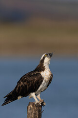 Bird of prey, Osprey (Pandion haliaetus) in the Sardinian marshes. Italy.