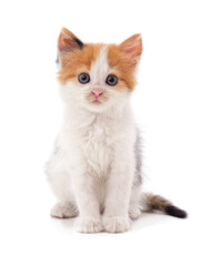 Little beautiful kitten.