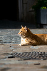 Fototapeta premium Gato naranja atigrado toma el sol en una plaza de un pueblo europeo medieval 