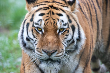 A Portrait of a Siberian Tiger.