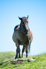 Caballo viejo en un monte observa a cámara