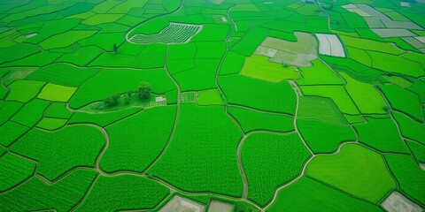 Fototapeta premium Abstract geometric shapes of agricultural parcels in vibrant green Bali rice fields viewed from drone above, green, rice, agriculture