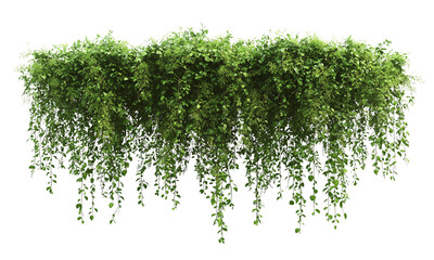 Lush green foliage cascading down, creating a vibrant, natural display with multiple elongated vines and dense leaves isolated on white and transparent background.