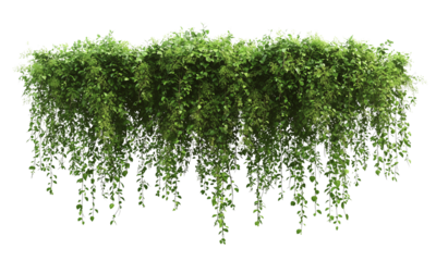 Lush green foliage cascading down, creating a vibrant, natural display with multiple elongated vines and dense leaves isolated on white and transparent background.