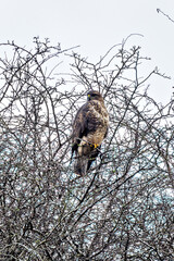 Common Buzzard (Buteo buteo) in Glen Park, Cork