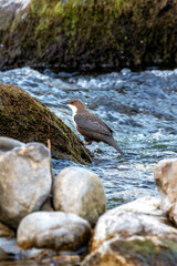 Irish Dipper (Cinclus cinclus hibernicus) spotted in cork, Ireland