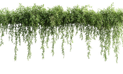 Lush green foliage cascading down in a decorative manner, creating a vibrant natural element isolated on white and transparent background.