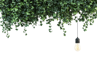 A cozy scene featuring lush green ivy hanging from above with a glowing light bulb, creating a warm and inviting atmosphere isolated on white and transparent background.
