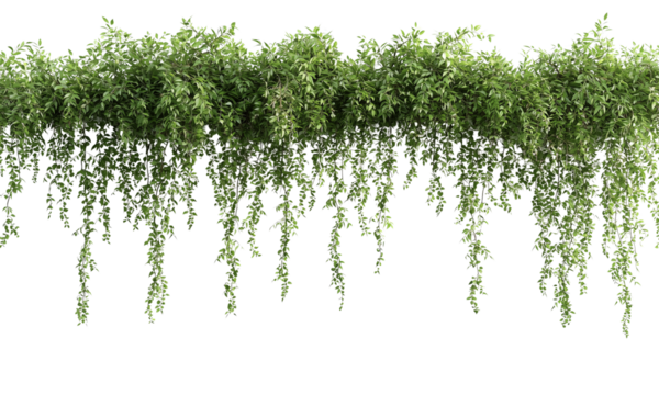 Lush green foliage cascading down in a decorative manner, creating a vibrant natural element isolated on white and transparent background.