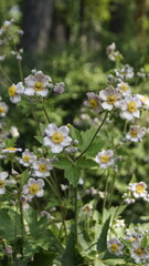 Fototapeta premium Eriocapitella hupeensis, Anemoma flower, small pale pink flowers with a yellow center.