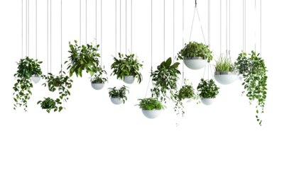 A collection of hanging planters filled with lush green plants, showcasing a modern and stylish botanical display isolated on white and transparent background.