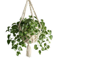 A lush green plant in a woven hanging basket, showcasing cascading vines and vibrant leaves isolated on white and transparent background.