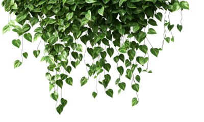 Lush green leaves cascading down, showcasing vibrant foliage with heart-shaped structures solated on white and transparent background.