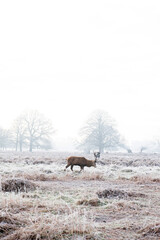 deer in a frosty morning scene in the winter in Bushy Park, South West London