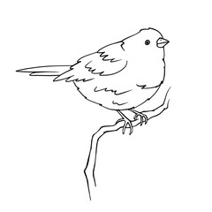 Line sketch of wild little bird sitting on a branch.Vector graphics.