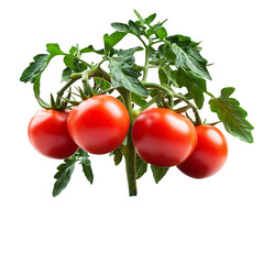 Ripe Red Tomatoes on the Vine Fresh Organic Plant food farm diet leaf stem salad sauce juice green  