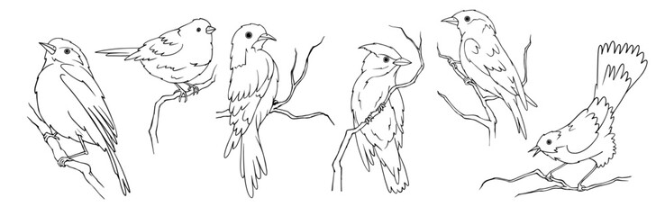 Set of linear sketches, coloring pages of various birds sitting on a branch. Vector graphics.