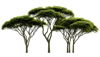 Large acacia trees, African savanna, umbrella-shaped canopy, lush green foliage, isolated on a white background