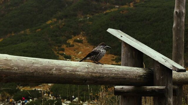 Beautiful bird on a top log in Tatry mountain near winter Morskie oko lake In the fog, Poland. High quality 4k footage