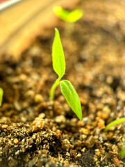 Close-up of small seedlings that have just sprouted. Sowing seeds. Seed tray. Small plants. 