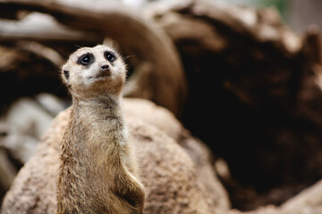 Fototapeta premium A Photo Of a Meerkat on Alert