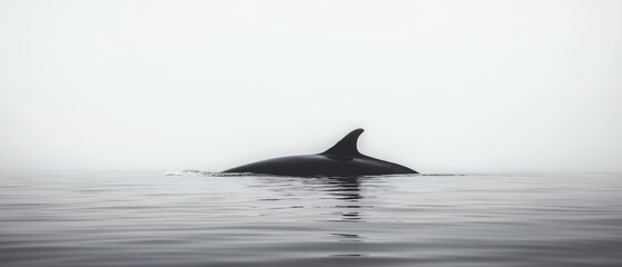 Naklejka premium A sleek silhouette of a whale gracefully surfaces in calm waters, enveloped in a misty atmosphere. This tranquil scene captures the essence of marine life and nature's beauty.