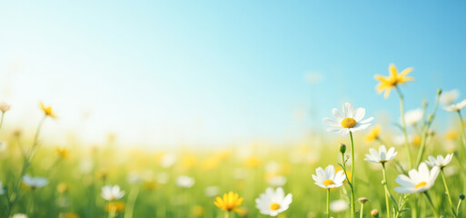Fototapeta premium a blooming field on a blue sky background